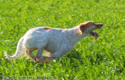 Setter Anglais INDY DES CABANES TCHANQUEES